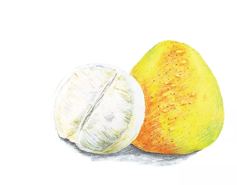 【健康】水果中蕴含的中医智慧：柚子