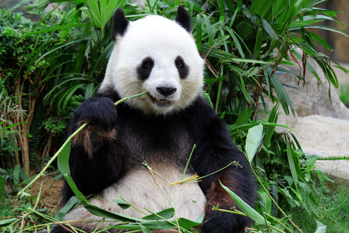 大熊猫为什么爱吃竹子，熊猫吃肉吗？