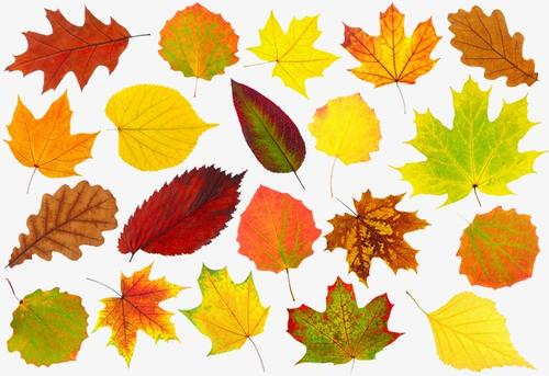 秋天为什么树叶会变黄（秋天树叶颜色变化的原因）