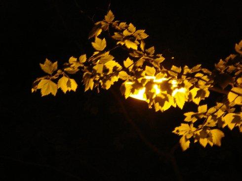 路灯旁的树叶为什么落得慢（树叶落得慢会有什么影响）