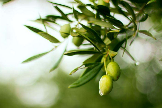 橄榄油是用橄榄榨出来的吗，橄榄怎么榨成油？
