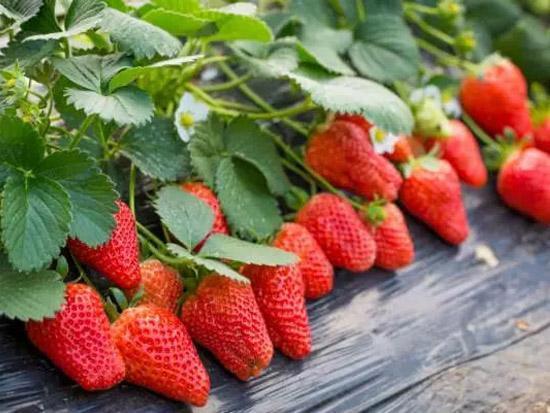 买回家的草莓容易坏，几个保鲜的好方法，早学早用得上