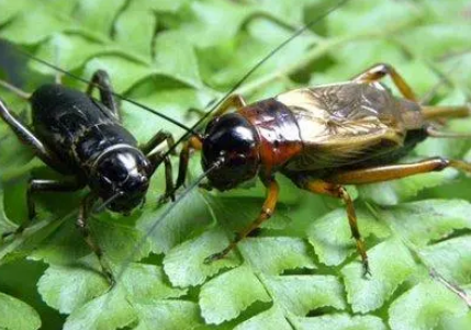 蟋蟀真的爱打架吗，蟋蟀为什么会互相攻击？