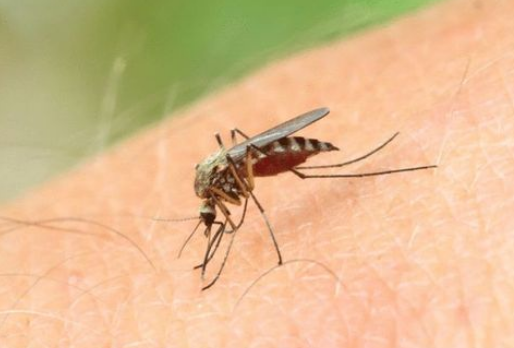 蚊子喜欢咬什么样的人呢，和血型有关系吗？