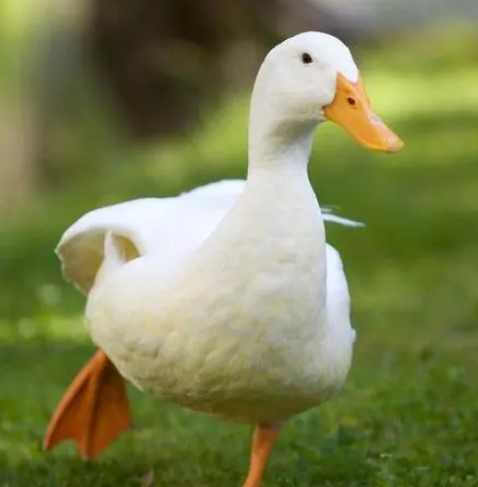 为什么鸭子走路一摇一摆，为什么游得快走得慢？