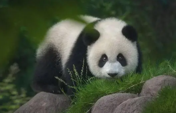 熊猫为什么会成为中国的国宝（熊猫稀少的原因）