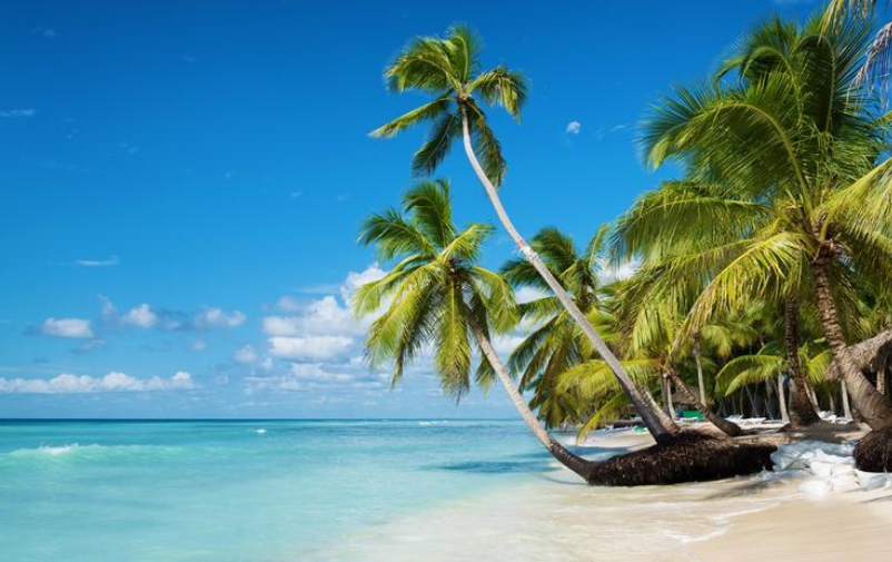 为什么椰子树大多生长在海边（椰子树生长特点介绍）