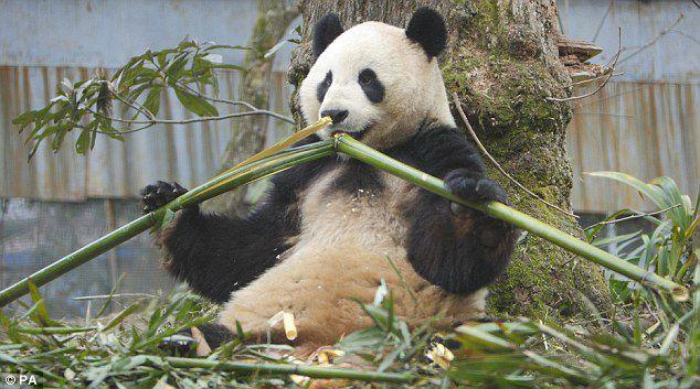外借熊猫是哪个朝代开始的，借给了哪些国家？