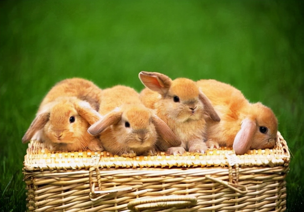 萌宠饲养：小兔子吃什么食物？科学喂养是牧草搭配兔粮加少量蔬果