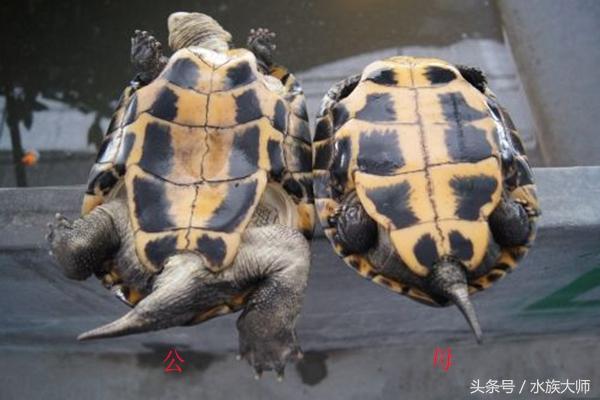 如何区分幼龟和成年龟(成年龟和亚成年龟的辨别方法)