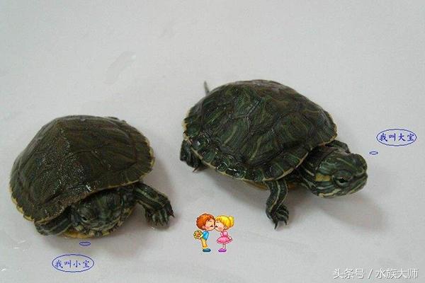 如何区分幼龟和成年龟(成年龟和亚成年龟的辨别方法)