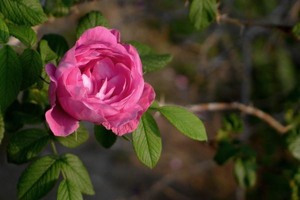 9朵玫瑰花语是什么(玫瑰花不同朵数的含义)"