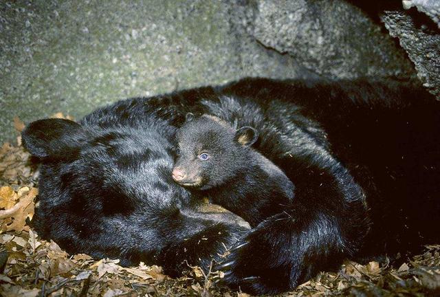 熊冬眠吗，熊冬眠时间多长？
