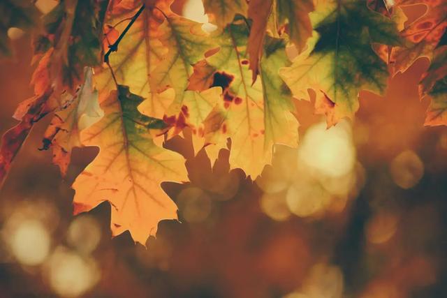 秋分是几月几日，秋分吃什么传统食物？
