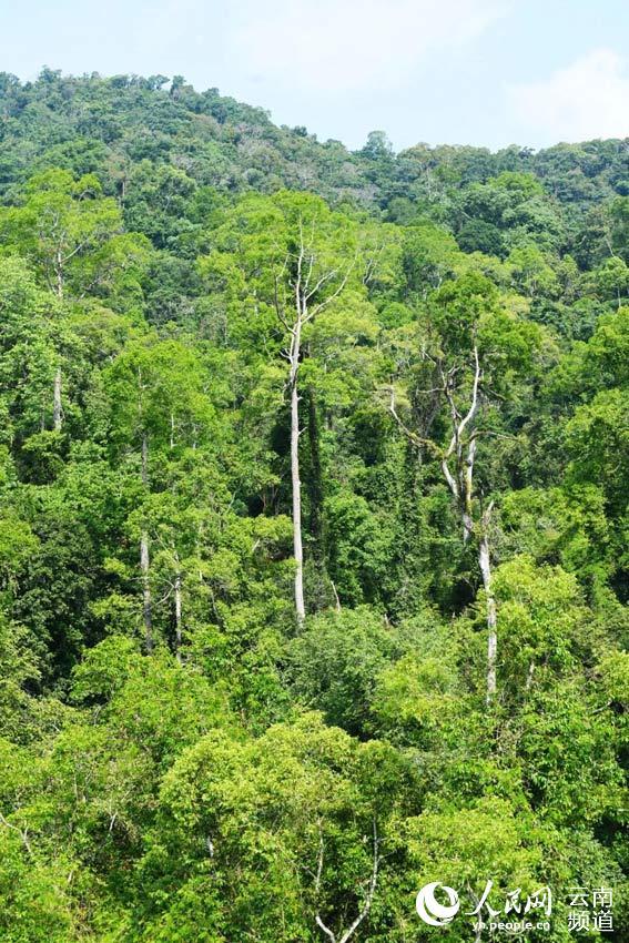 热带雨林的作用是什么，云南热带雨林在哪里？