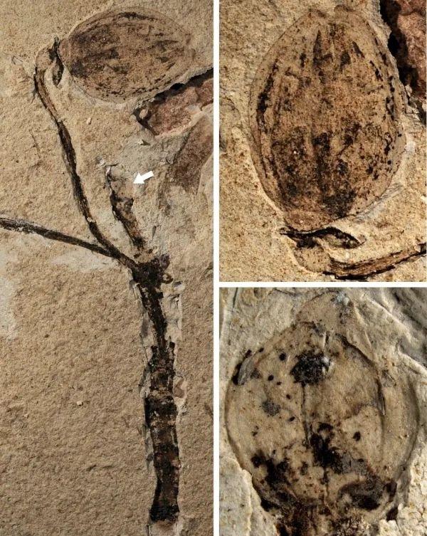最早的花蕾化石是什么（被子植物及花的起源）