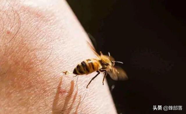 春吓跑冬吓死是什么意思，蜜蜂是怎么逃跑的？