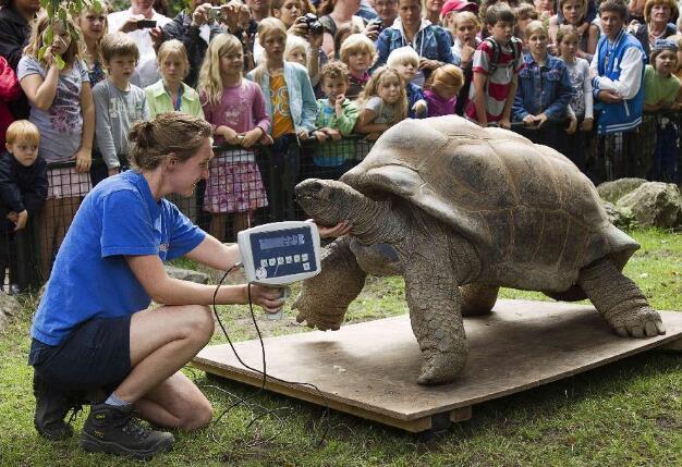 世界上最大的乌龟有多大，体重多少公斤？