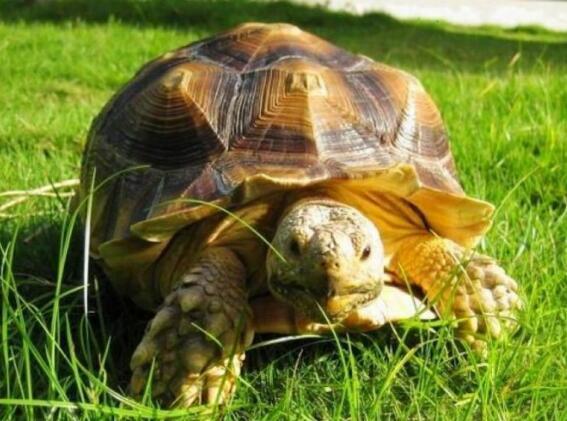 世界上最大的乌龟有多大，体重多少公斤？