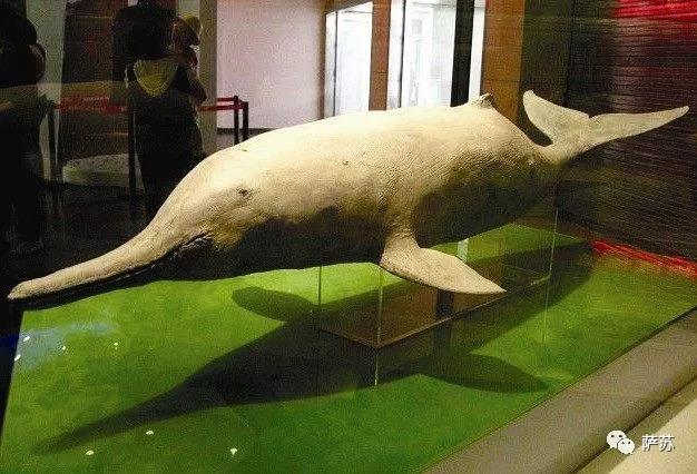 白鳍豚灭绝了吗，还会出现吗？