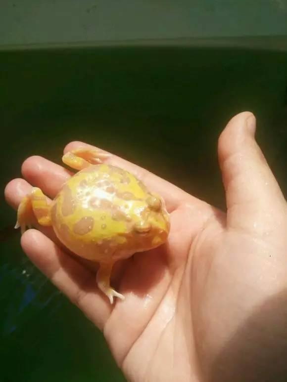 角蛙可以活多少年（角蛙新手入门饲养教程）