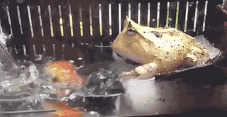 角蛙可以活多少年（角蛙新手入门饲养教程）