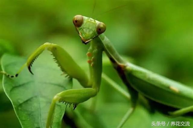 螳螂是益虫还是害虫，花卉绿植如何防治害虫？