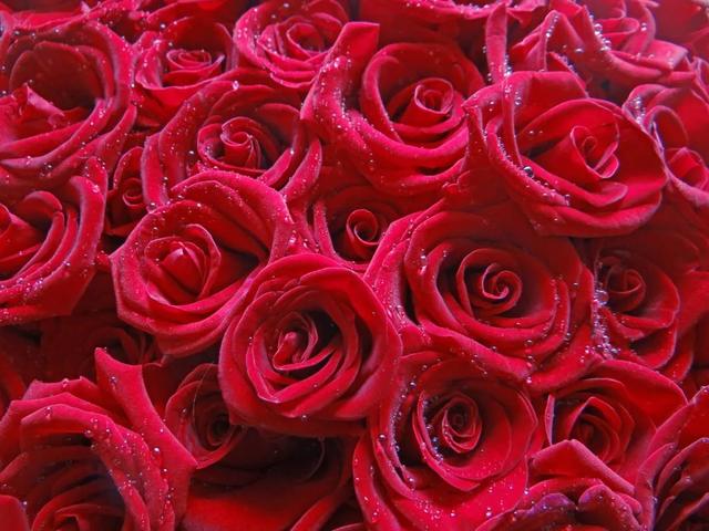 红玫瑰代表什么意思，白玫瑰的花语是什么？