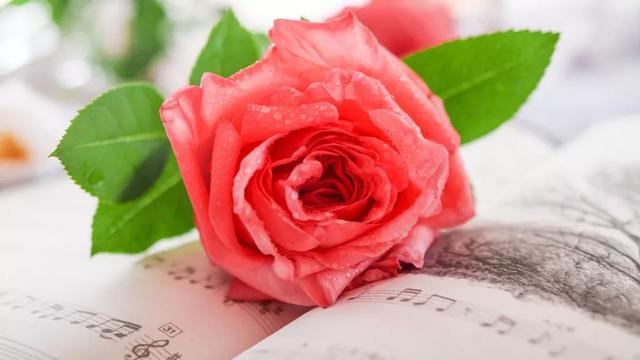 红玫瑰代表什么意思，白玫瑰的花语是什么？