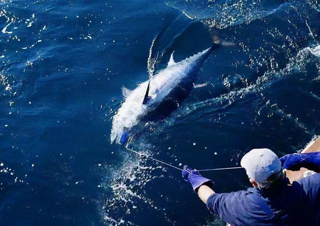 蓝鳍金枪鱼为什么贵，蓝鳍金枪为什么很难钓？