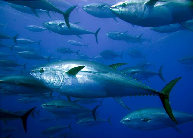 蓝鳍金枪鱼为什么贵，蓝鳍金枪为什么很难钓？