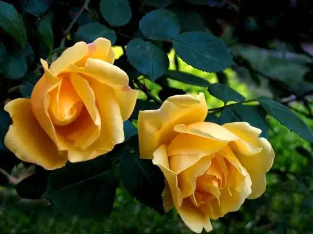 黄玫瑰的花语是什么(黄色玫瑰的花语和寓意)