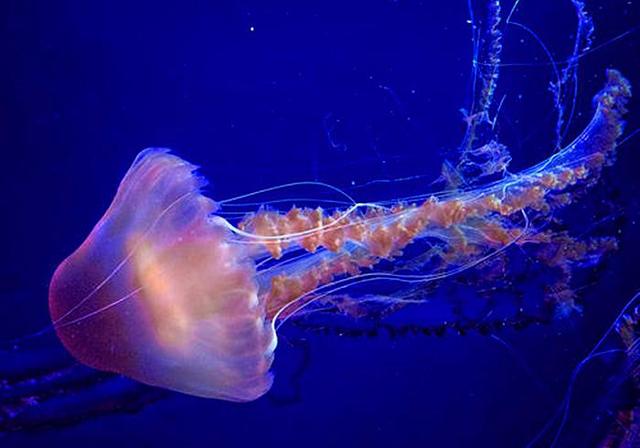 海蜇是水母吗，有什么区别？