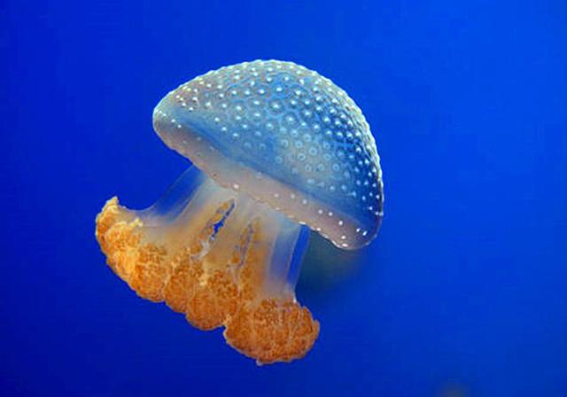 海蜇是水母吗，有什么区别？