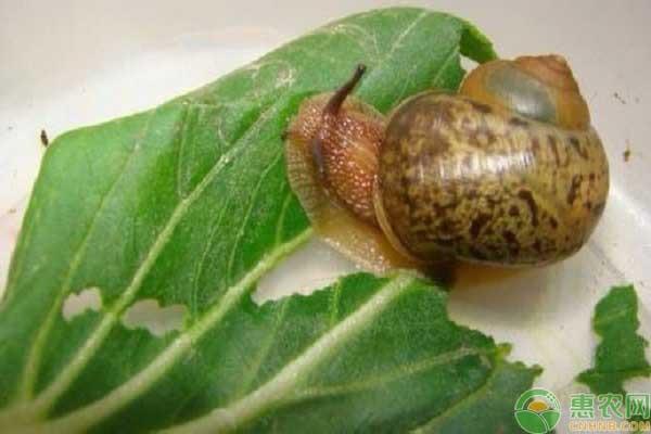 蜗牛喜欢吃什么食物，好养吗？