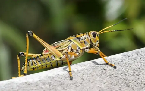 蝗虫的触角长什么样呢？它们的触角除了觅食还有什么作用呢？