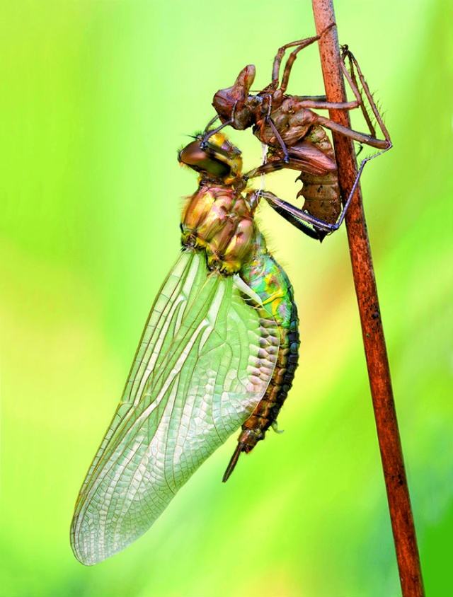 关于蜻蜓的一些常识