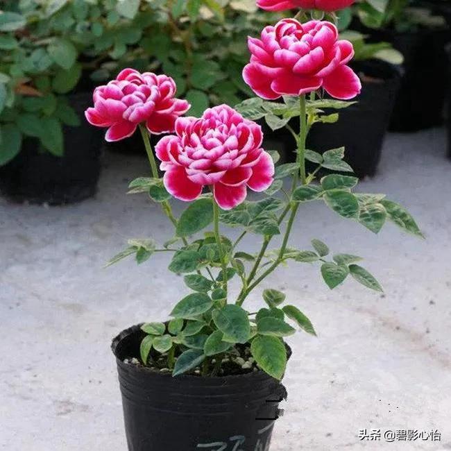 盆栽玫瑰花和月季花怎么养，才能开花多、开花艳，有哪些注意事项