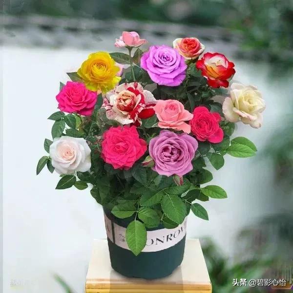 盆栽玫瑰花和月季花怎么养，才能开花多、开花艳，有哪些注意事项
