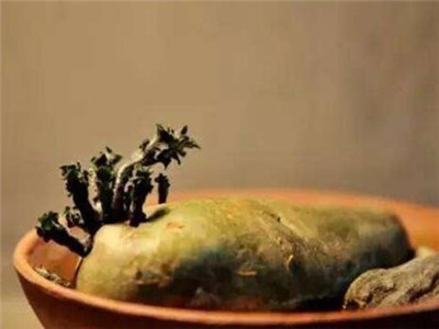 土豆盆栽水培方法