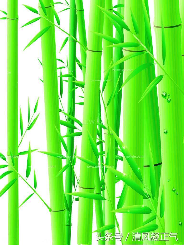 竹子的精神是什么，竹子又象征什么？