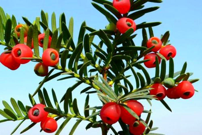 红豆杉只长叶子不结果，原来这树也分公母，配对成功才有果子