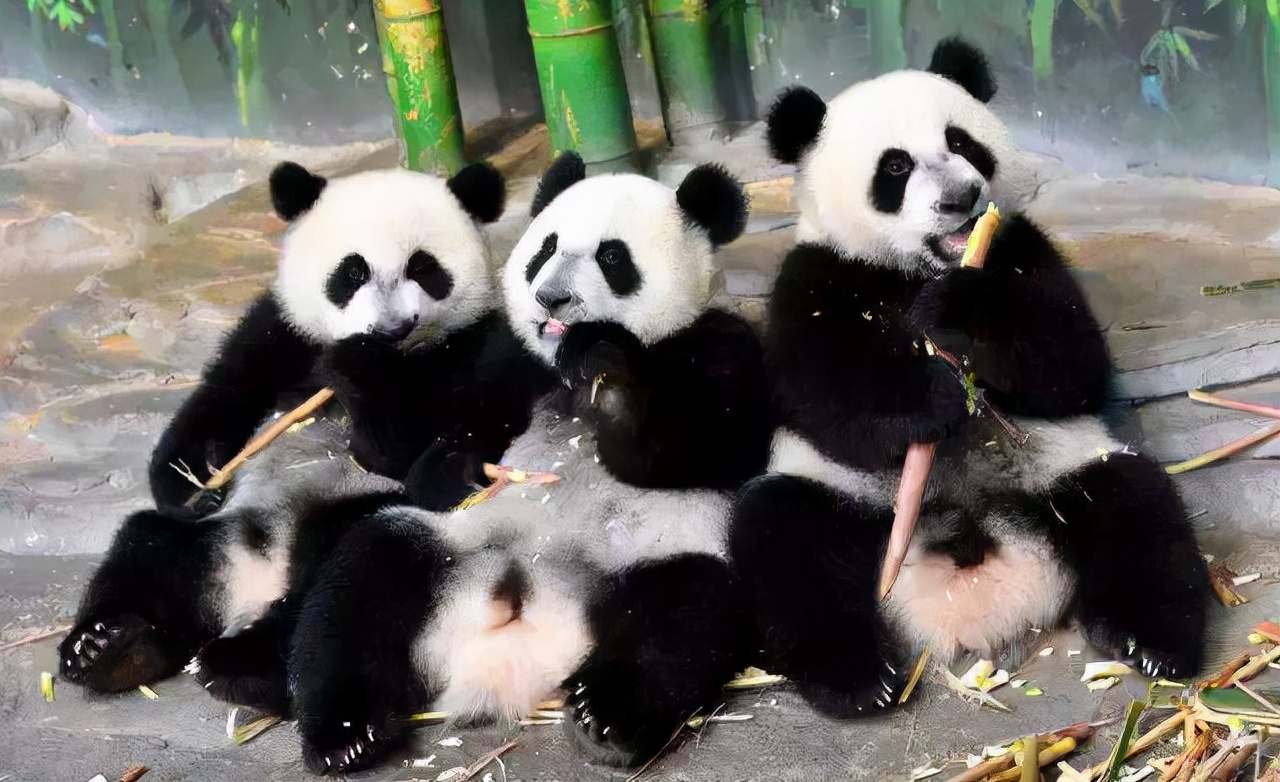 为什么熊猫会有黑眼圈，它们如此进化的目的是什么
