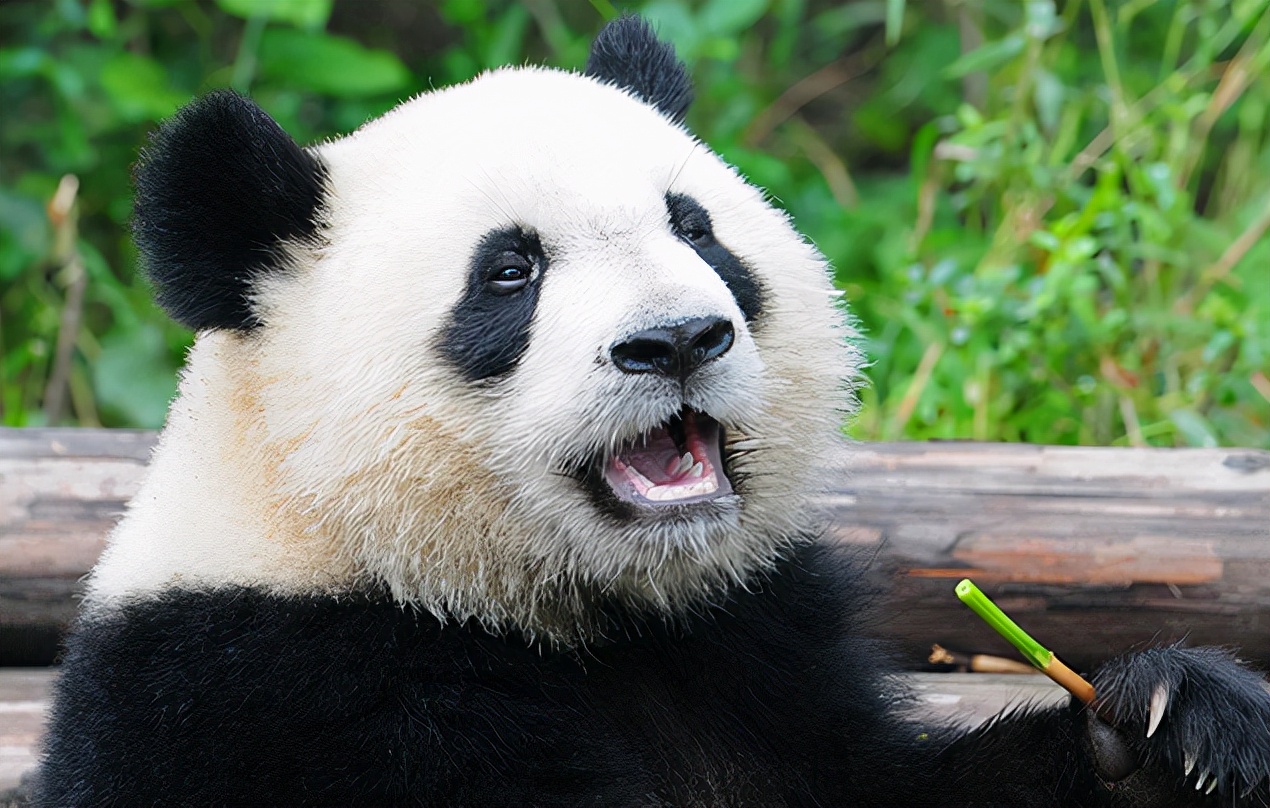 为什么熊猫会有黑眼圈，它们如此进化的目的是什么