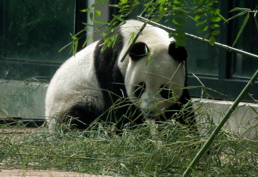 为什么大熊猫这么喜欢吃竹子？真有那么好吃吗？
