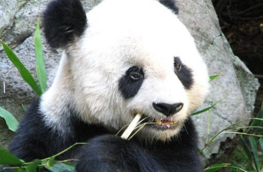 为什么大熊猫这么喜欢吃竹子？真有那么好吃吗？