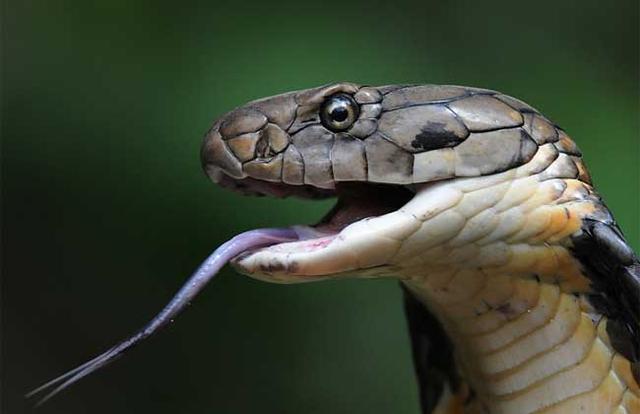 最爱吃蛇的十种动物排行榜！