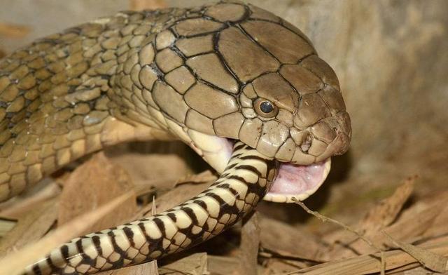 最爱吃蛇的十种动物排行榜！