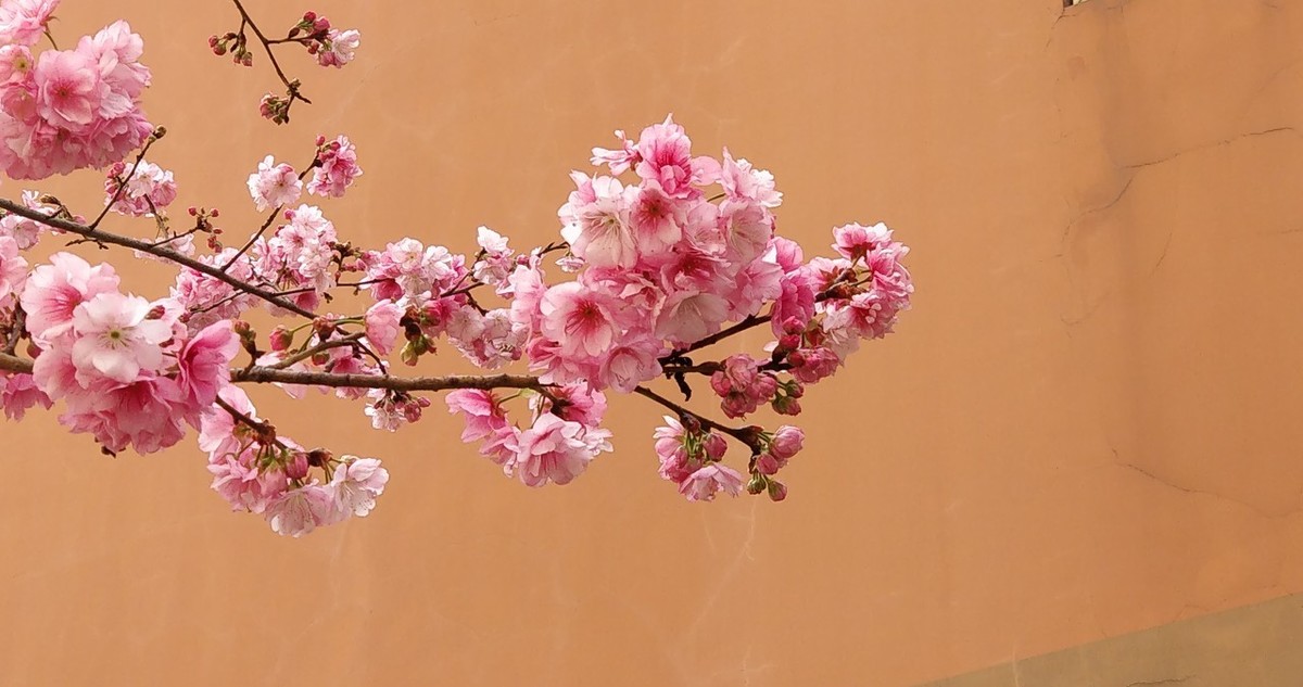 《游园不值》：除了一枝红杏见春光的妙意，还蕴含着深层的哲理