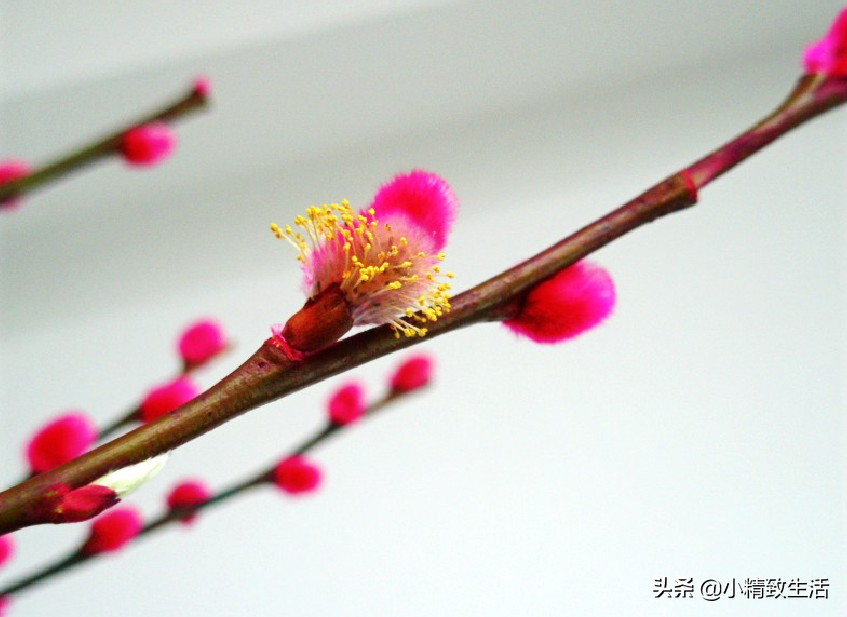 家有银柳，越过越有，这种春节畅销花，有2种打开方式